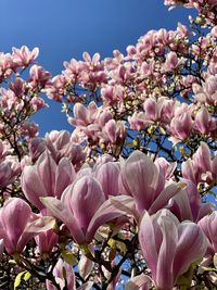 Close-up of pink cherry blossoms in spring