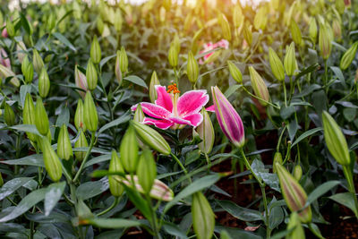 Close-up of pink flowering plants on field