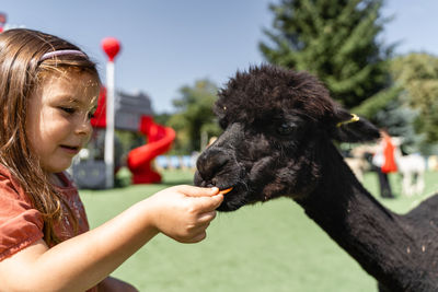 Preschool girl feeding black alpaca with carrot on a farm on summer sunny day