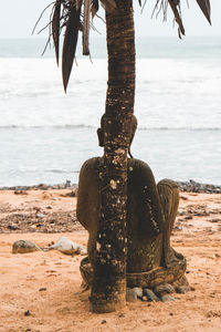 View of driftwood on beach