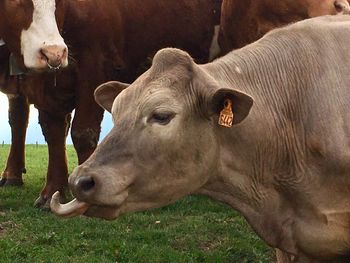 Cow standing in a field