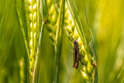 Close-up of insect on plant