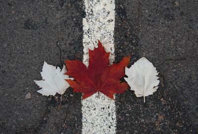 High angle view of maple leaves on road
