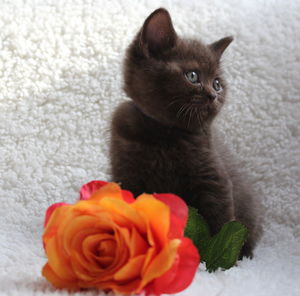 Close-up of cat on flower