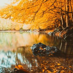 Autumn trees by lake in forest against sky