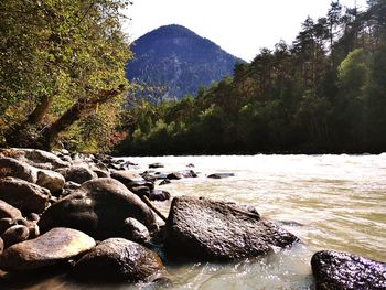 Scenic view of river in forest