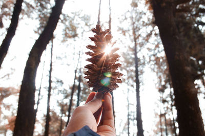 Cropped hand holding pine cone against trees in forest