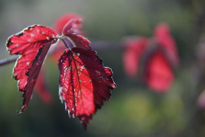 Close-up of red leaves on plant