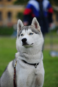 Portrait of dog on field