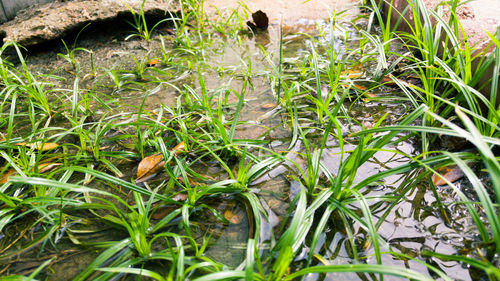 Close-up of plants growing on field