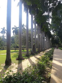 Trees and plants growing on footpath