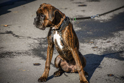 Boxer on road during sunny day