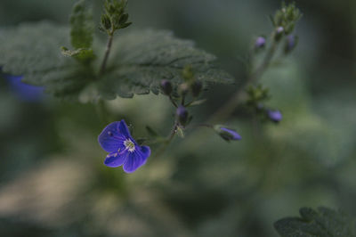 Close-up of purple flowering plant