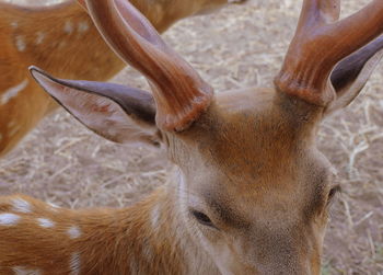 Close-up of deer