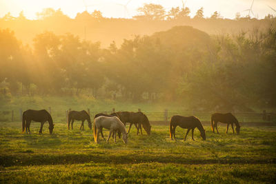 Horses grazing in a field