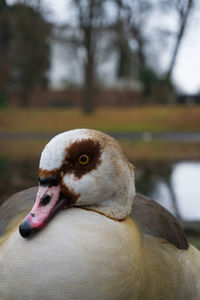 Close-up of swan