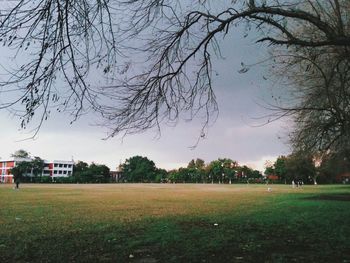 Trees on grassy field