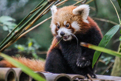 Close-up of cat eating plant in zoo