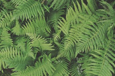 Full frame shot of palm tree leaves