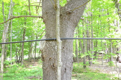 View of trees in forest