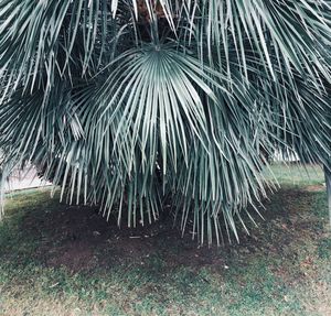 Close-up of palm trees on field