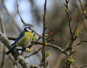 Close-up of bird perching on branch