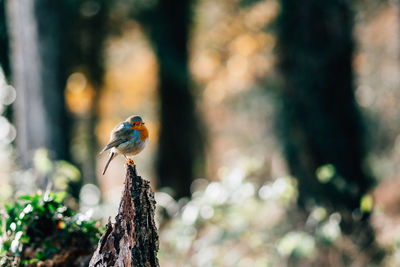 Bird perching on trunk