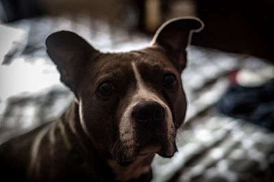 Close-up portrait of dog