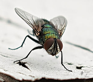 Close-up of bug perching on leaf