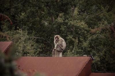 Monkey sitting on a tree