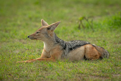 Full length of jackal sitting on land