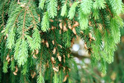 Close-up of pine needles at park