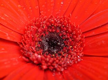 Close-up of red daisy flower