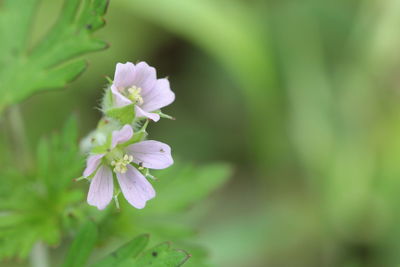 Close-up of pink flowering plant