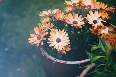 High angle view of orange flowers blooming in yard