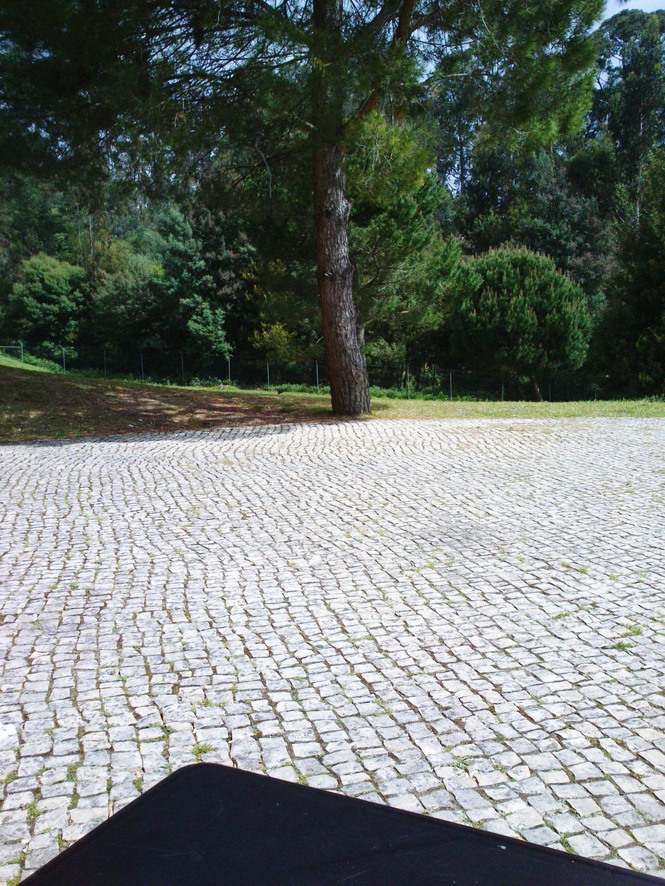 tree, tranquility, shadow, growth, tranquil scene, the way forward, footpath, nature, cobblestone, sunlight, day, outdoors, no people, walkway, empty, absence, paving stone, beauty in nature, scenics, park - man made space