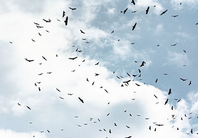 Low angle view of birds flying in sky