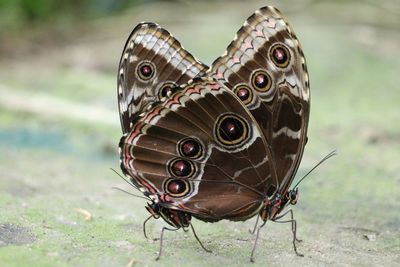 Close up of butterfly