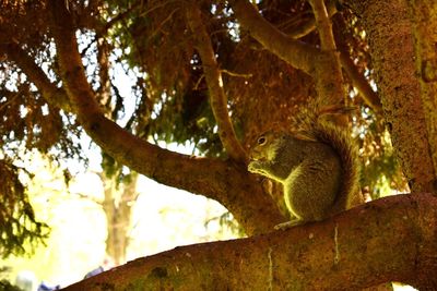 Low angle view of squirrel sitting on tree trunk