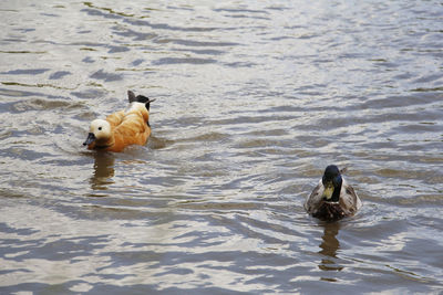 Ducks swimming in a lake