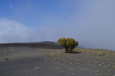 Cactus growing on tree against sky