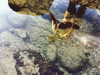 Close-up of crab on rock by sea