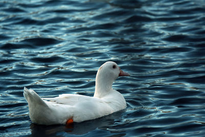 White duck swimming in lake