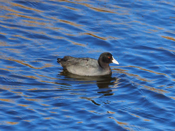 High angle view of duck swimming in lake