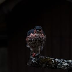 Close-up of bird perching on rock