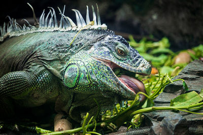 Close-up of iguana