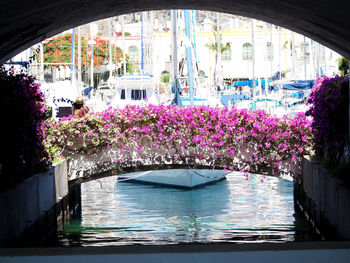 View of flowers in calm water