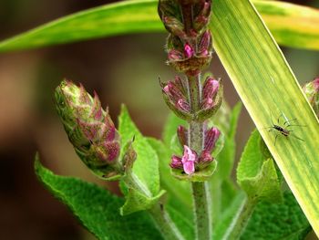 Close-up of insect on plant