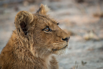 Close-up of lion cub relaxing outdoors