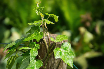 Close-up of insect on leaves